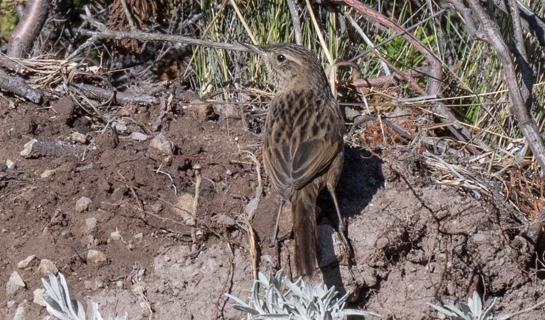 Streak-backed Canastero - ML646555779