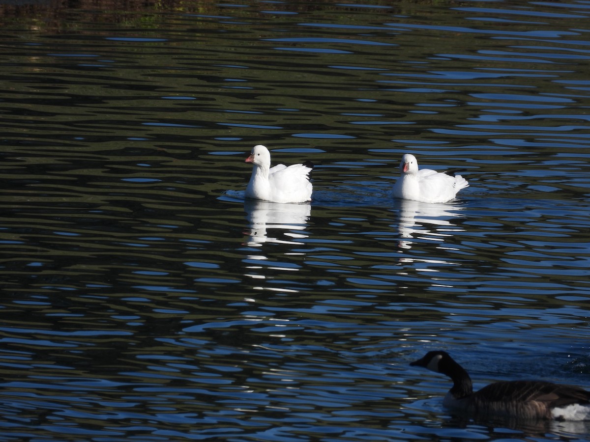 Ross's Goose - ML646555784