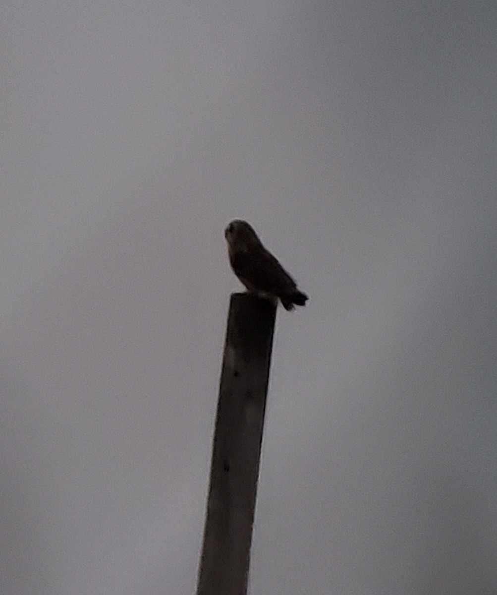 Zingira-hontza - ML646555786