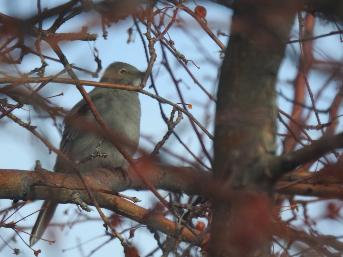 Townsend's Solitaire - ML646555788