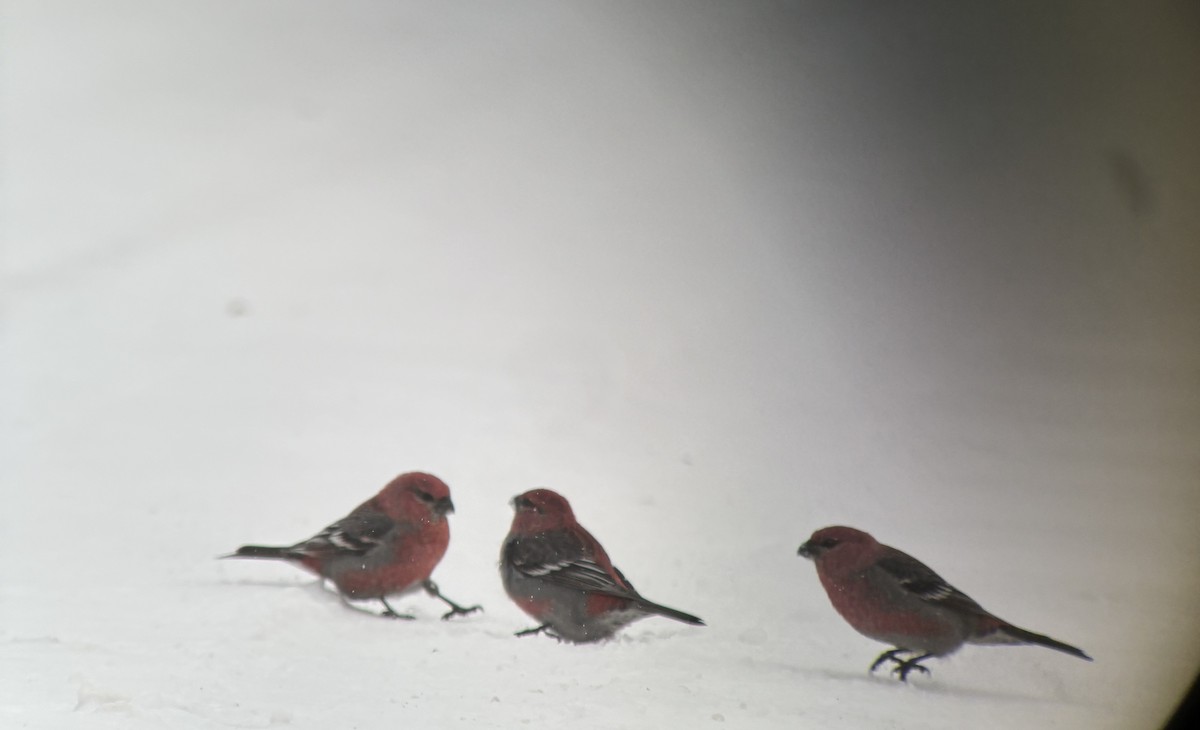 Hakengimpel - ML646555789