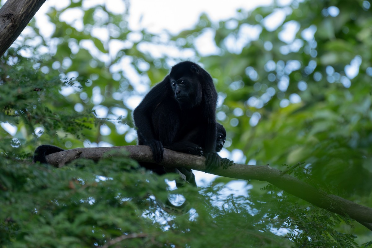 Mantled Howler Monkey - ML646555791