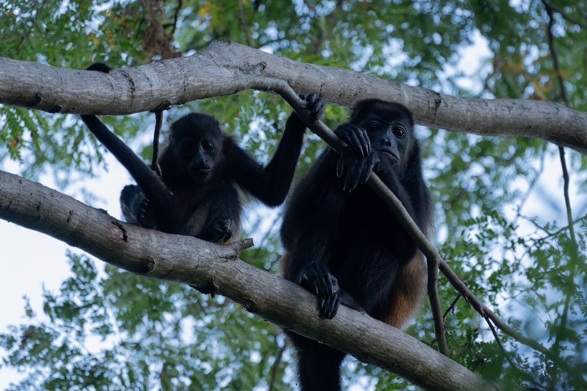 Mantled Howler Monkey - ML646555792