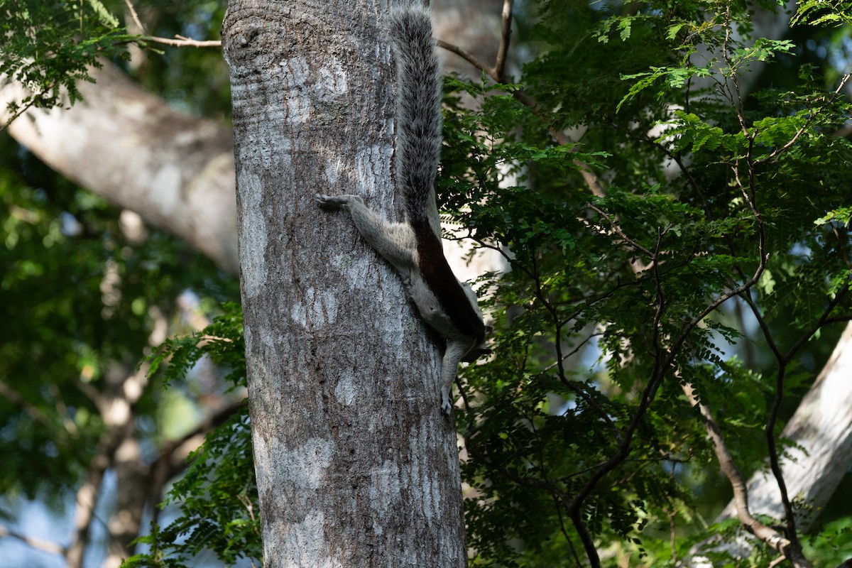 Variegated Squirrel - ML646555794