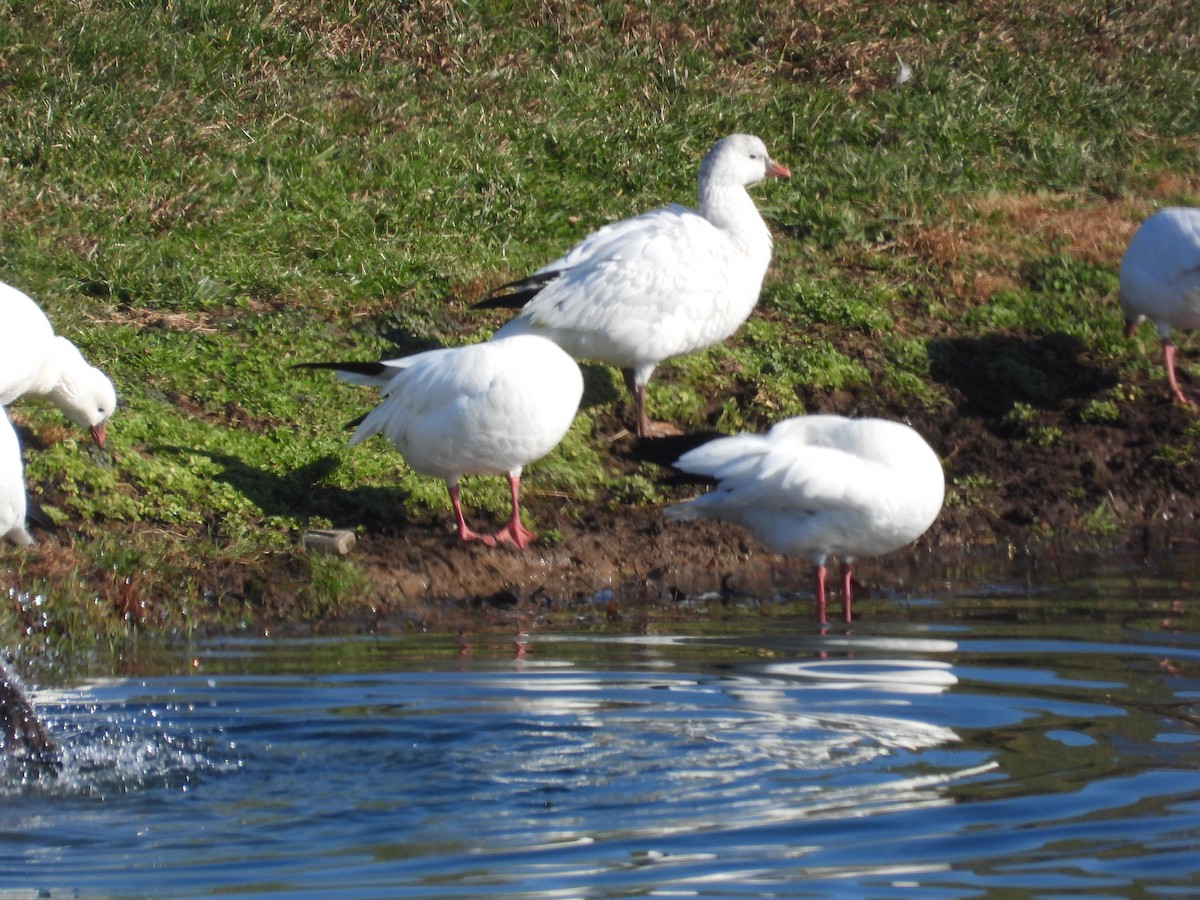 Ross's Goose - ML646555795