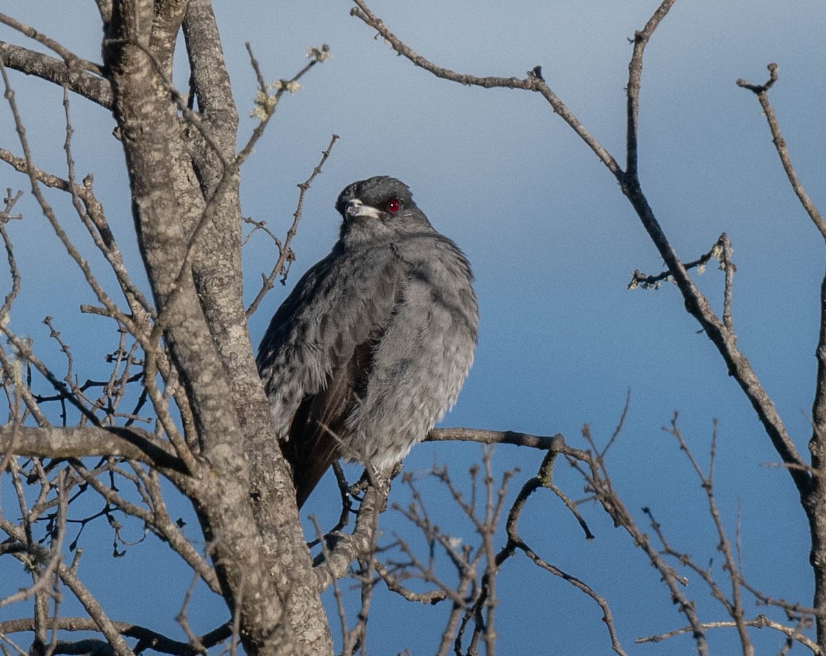 Red-crested Cotinga - ML646555796