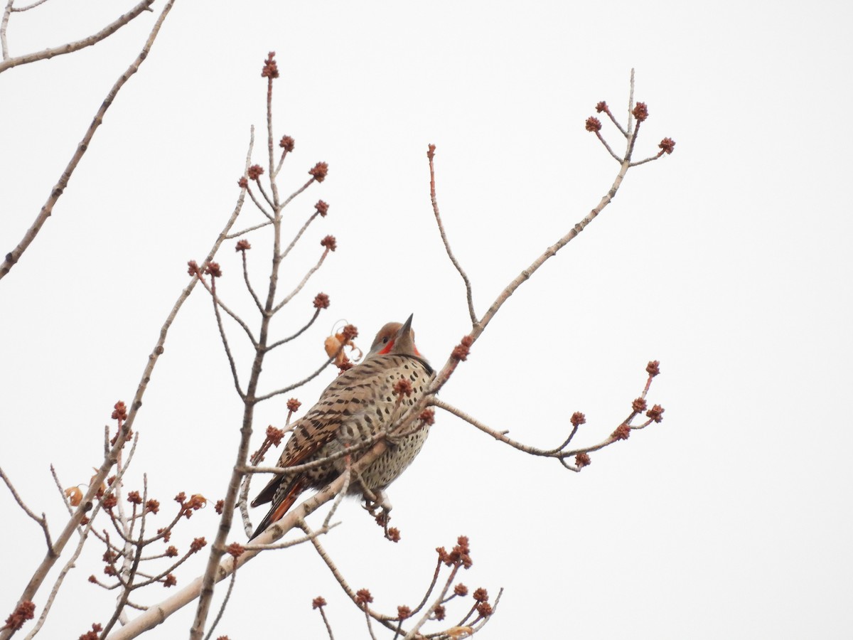 Northern Flicker - ML646555803