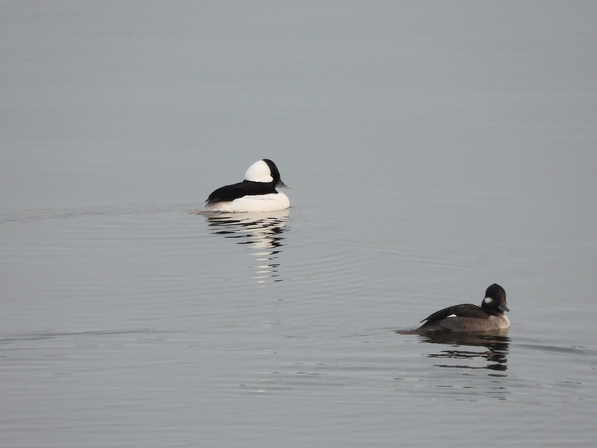 hohol bělavý - ML646555804