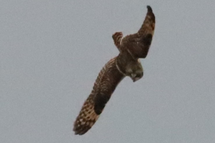 Short-eared Owl - ML646555806