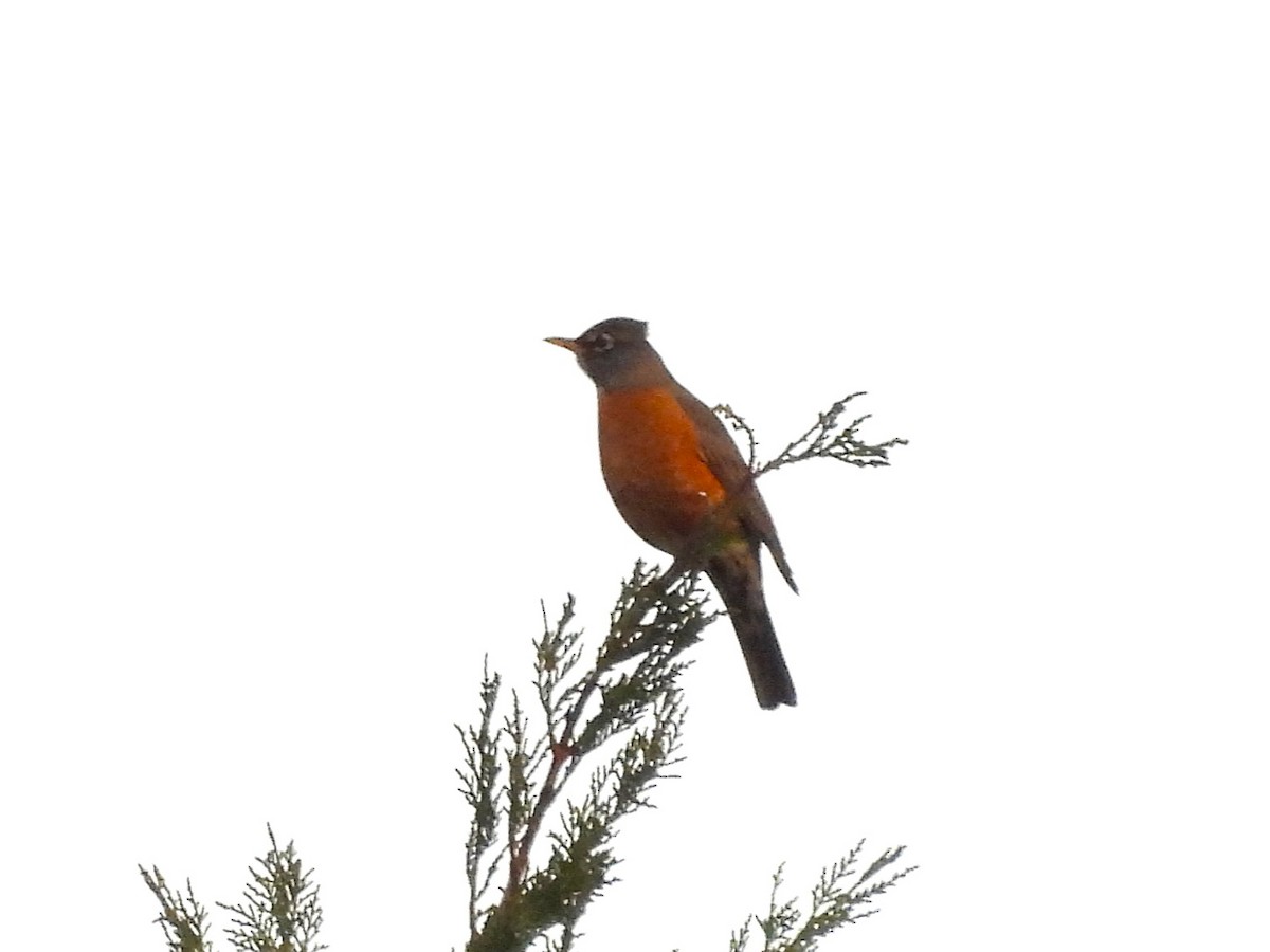 American Robin - ML646555807
