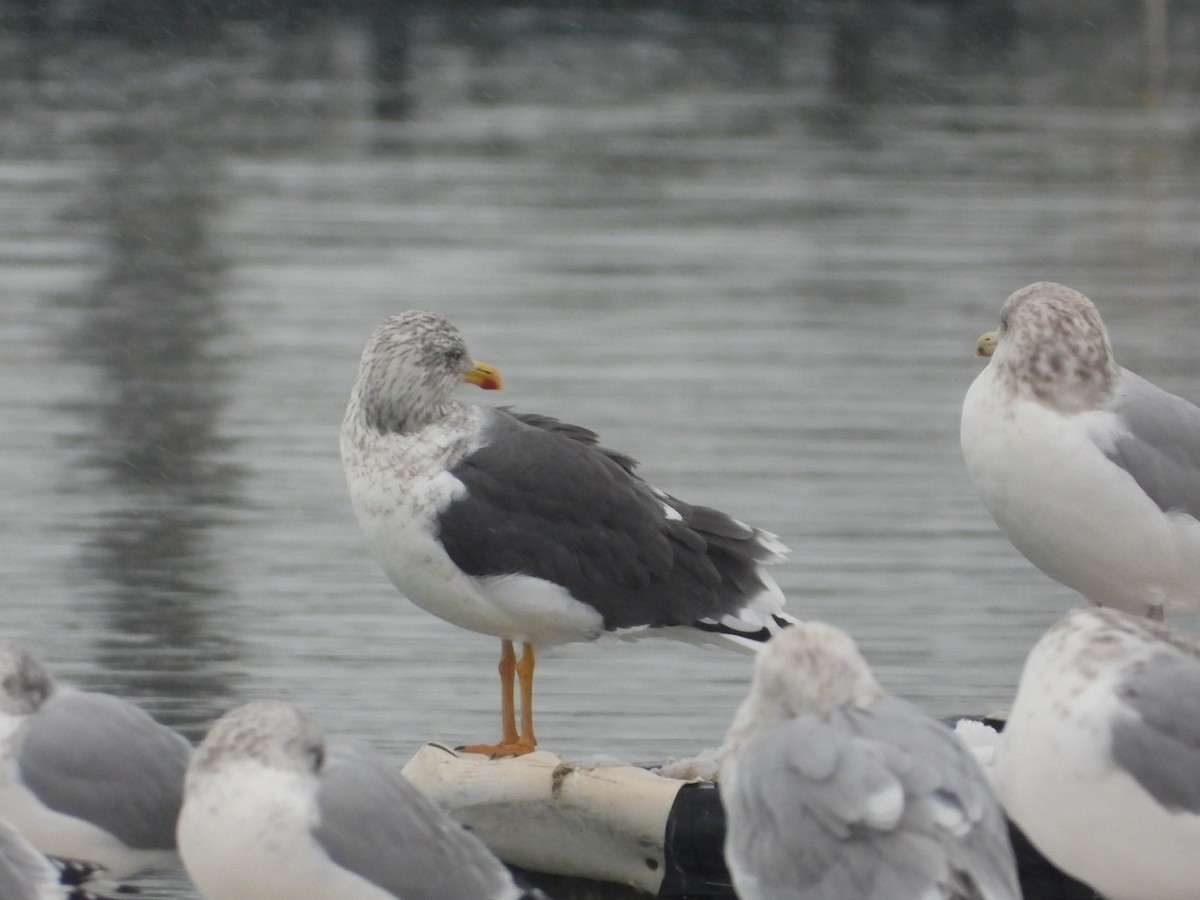 Kara Sırtlı Martı - ML646555808