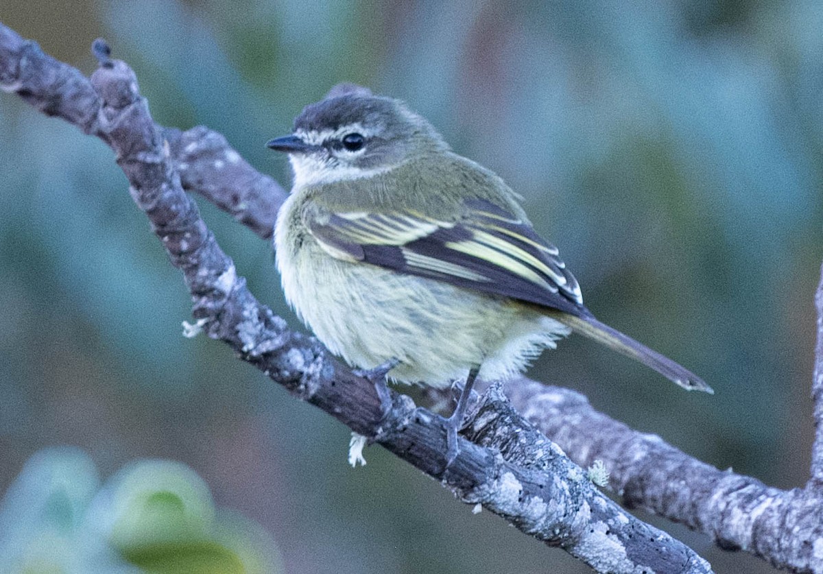 Spectacled Tyrannulet - ML646555811