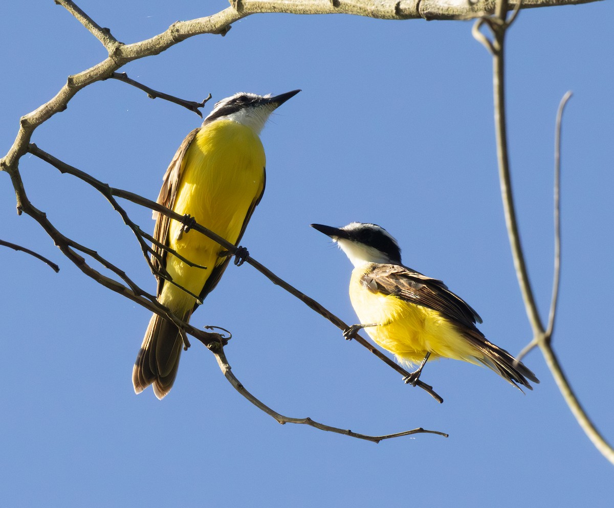 Lesser Kiskadee - ML646555812