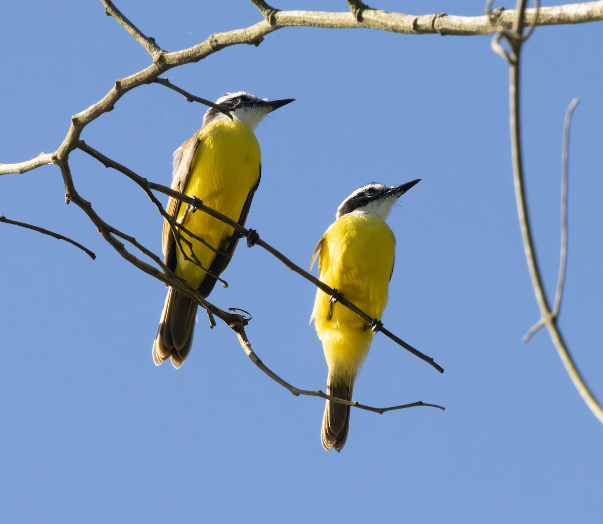 Lesser Kiskadee - ML646555815