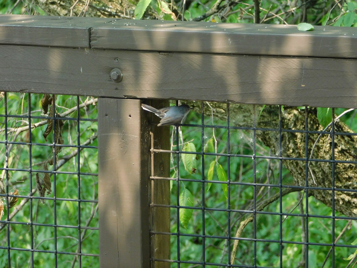 Blue-gray Gnatcatcher - ML646555816