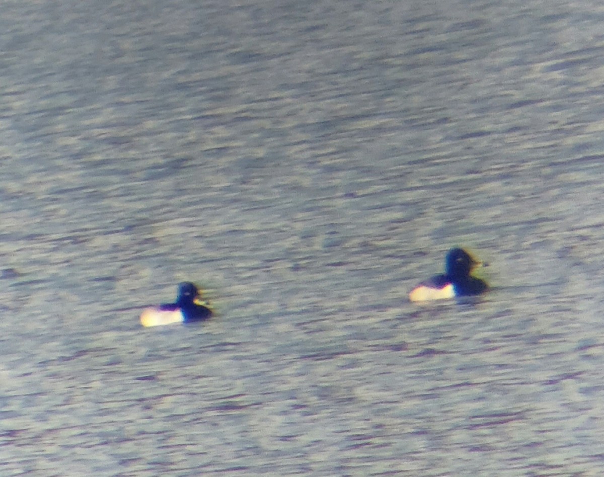 小斑背潛鴨 - ML646555817