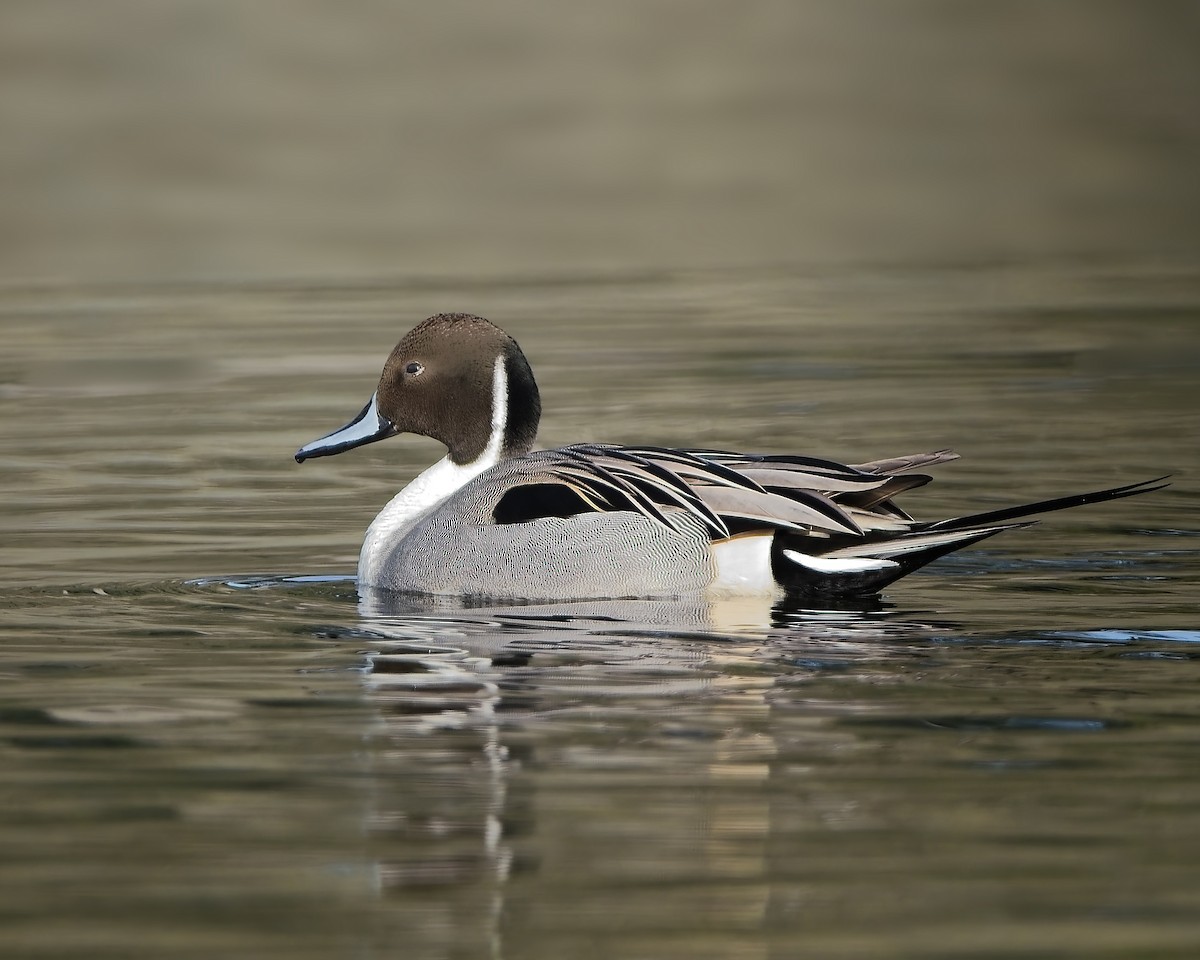 Northern Pintail - ML646555818