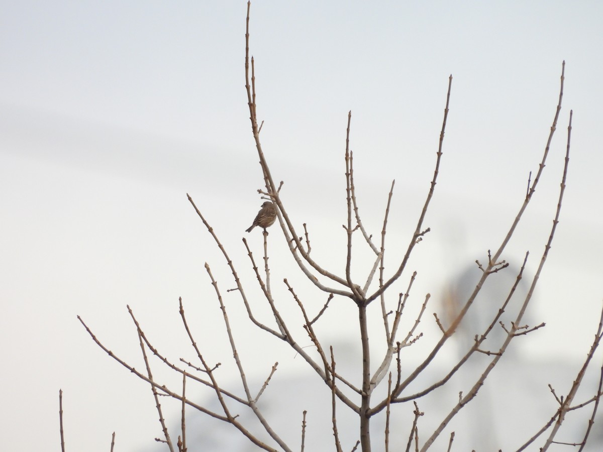 House Finch - ML646555819
