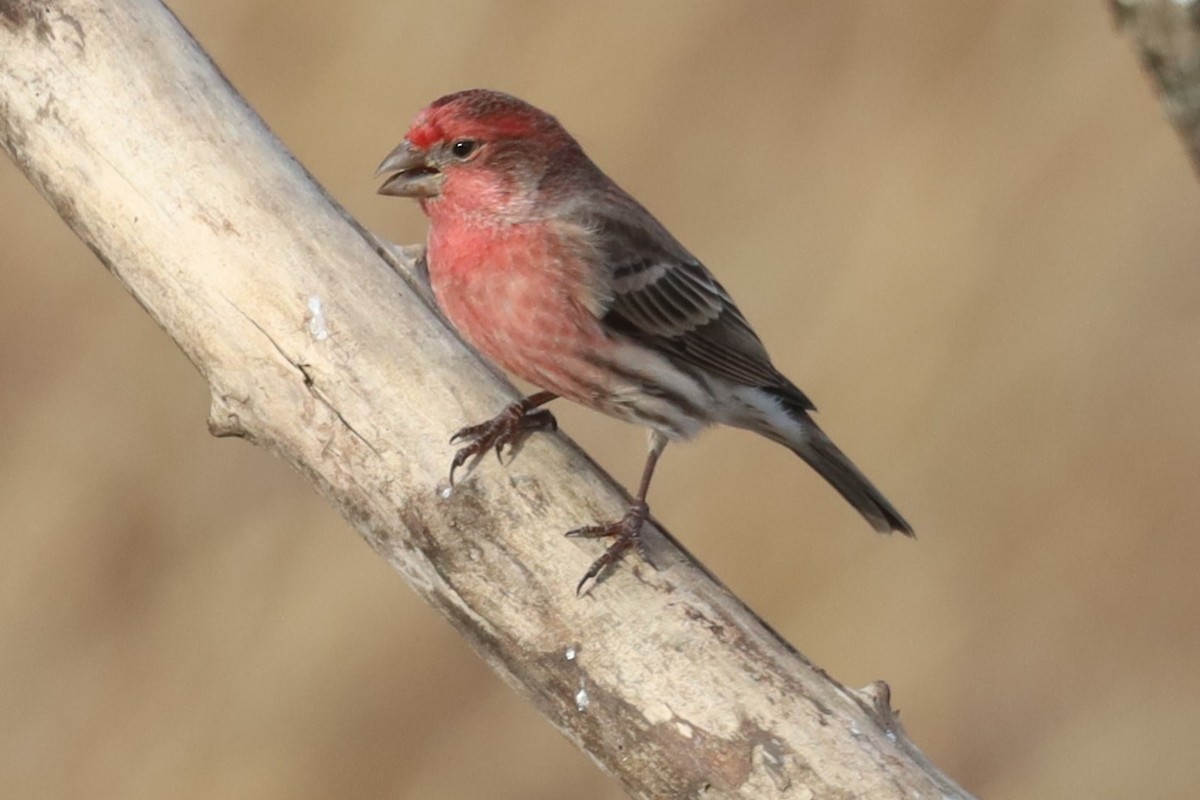 House Finch - ML646555820