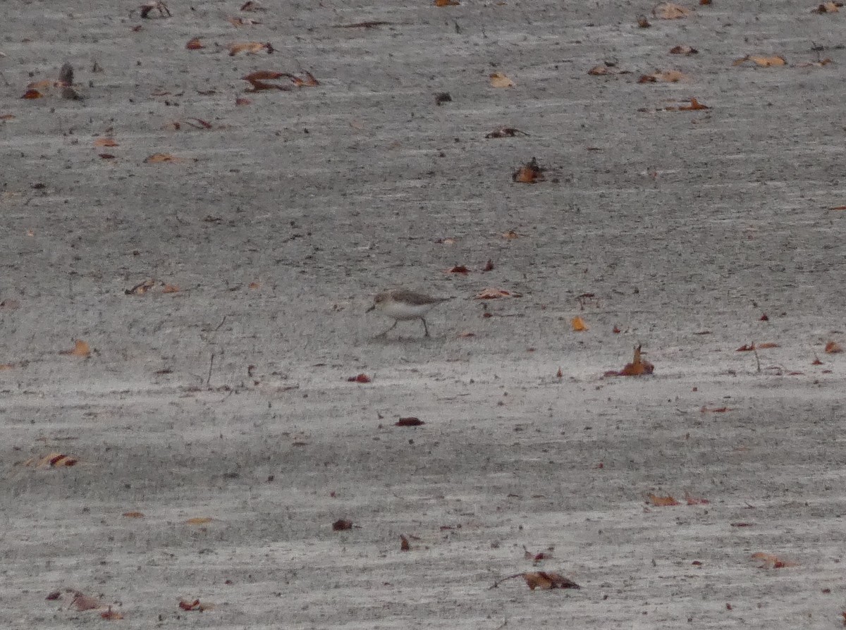 חופית אמריקנית - ML646555821