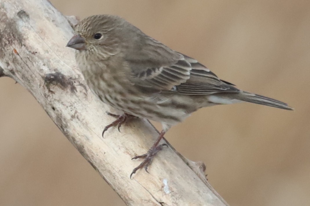House Finch - ML646555825