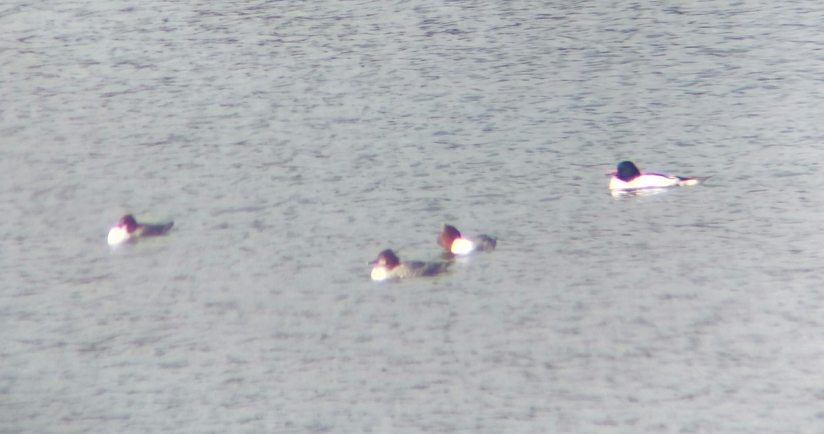 川秋沙 - ML646555827