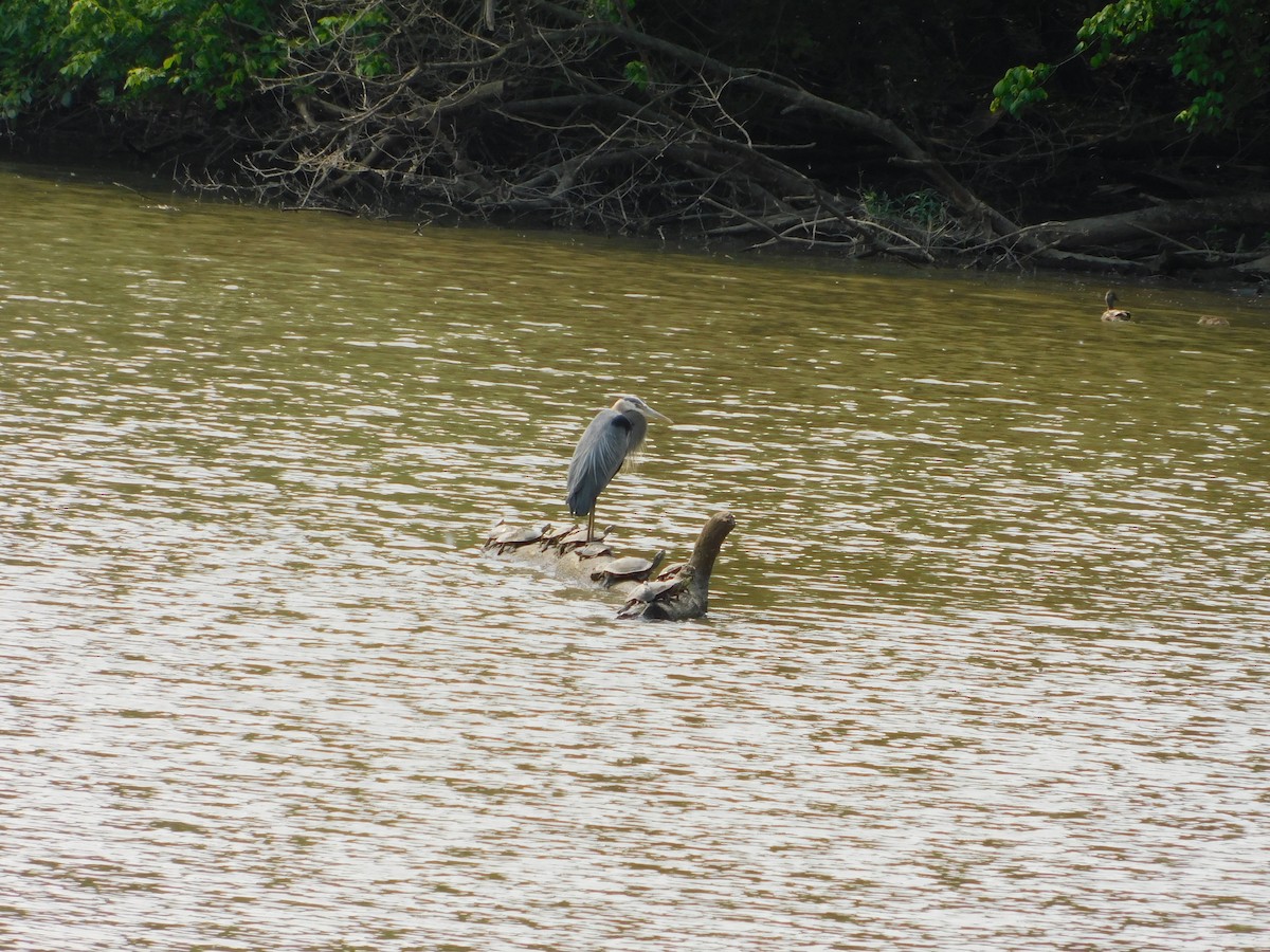 Great Blue Heron - ML646555828