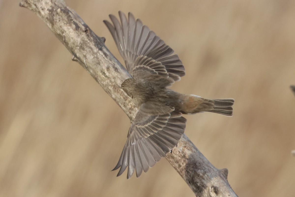 House Finch - ML646555831