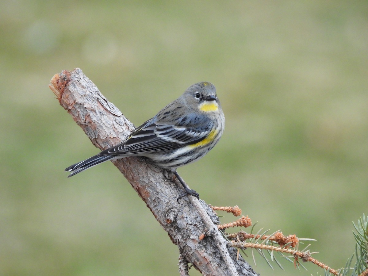 Kronenwaldsänger - ML646555836