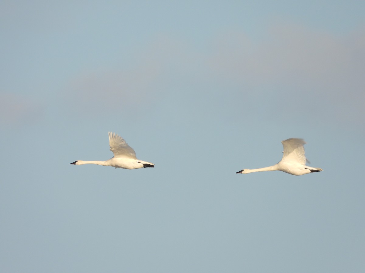 labuť trubač - ML646555837