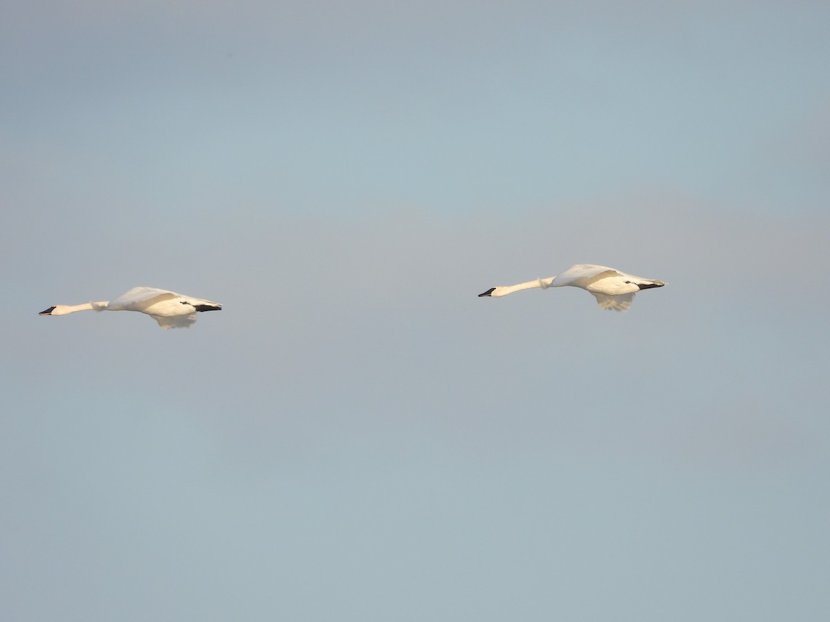 labuť trubač - ML646555838