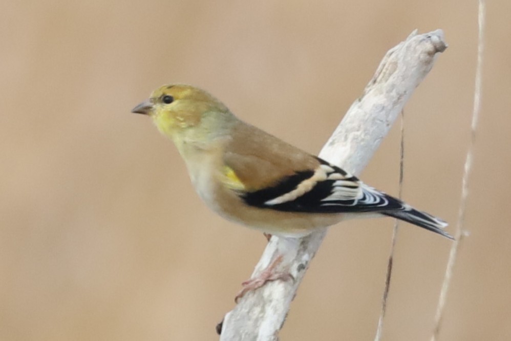 American Goldfinch - ML646555839