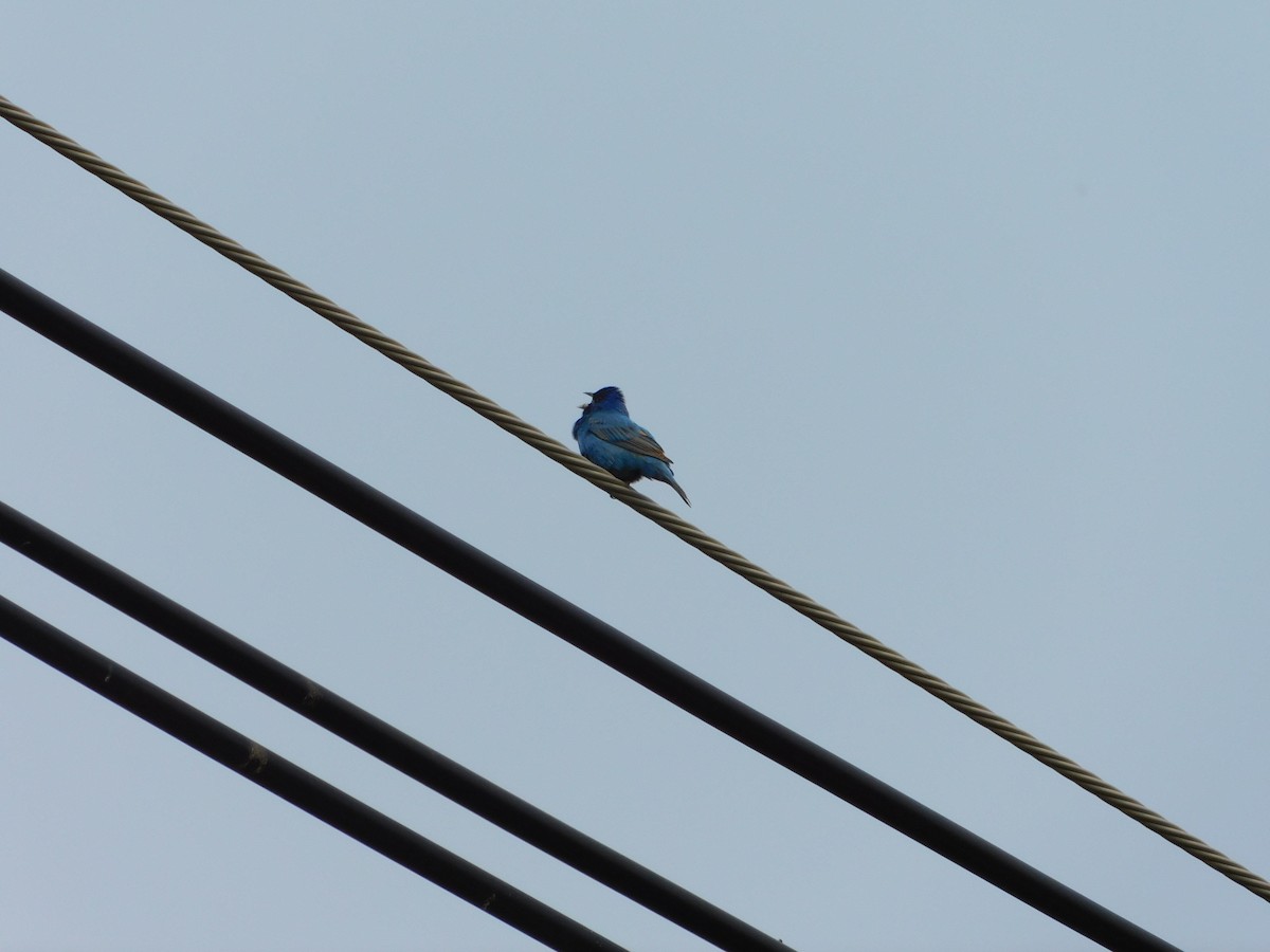 Indigo Bunting - ML646555841