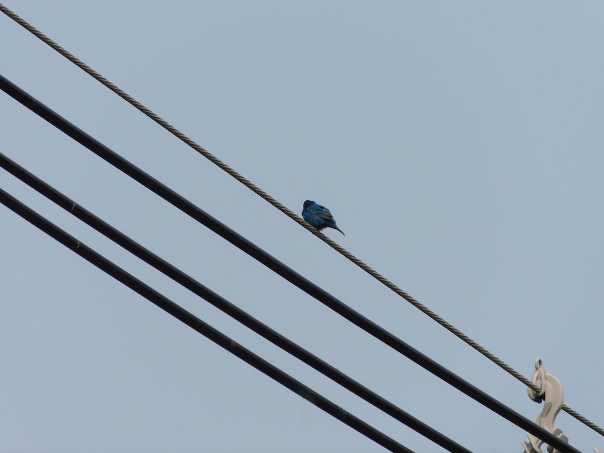 Indigo Bunting - ML646555842