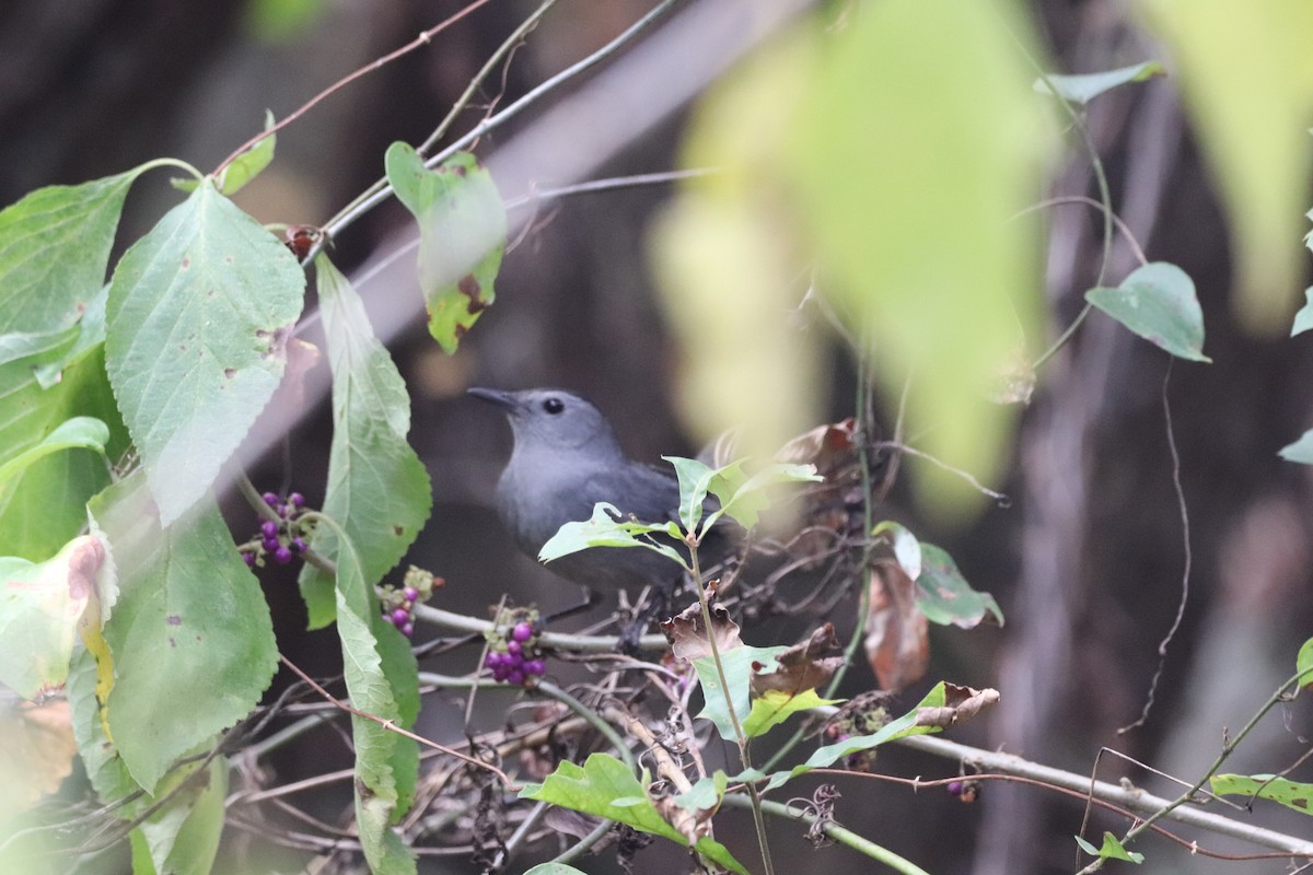 Пересмішник сірий - ML646555844