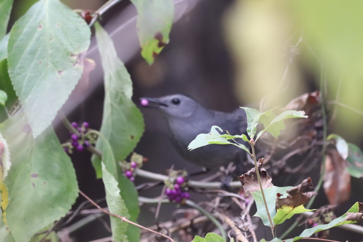 Пересмішник сірий - ML646555845