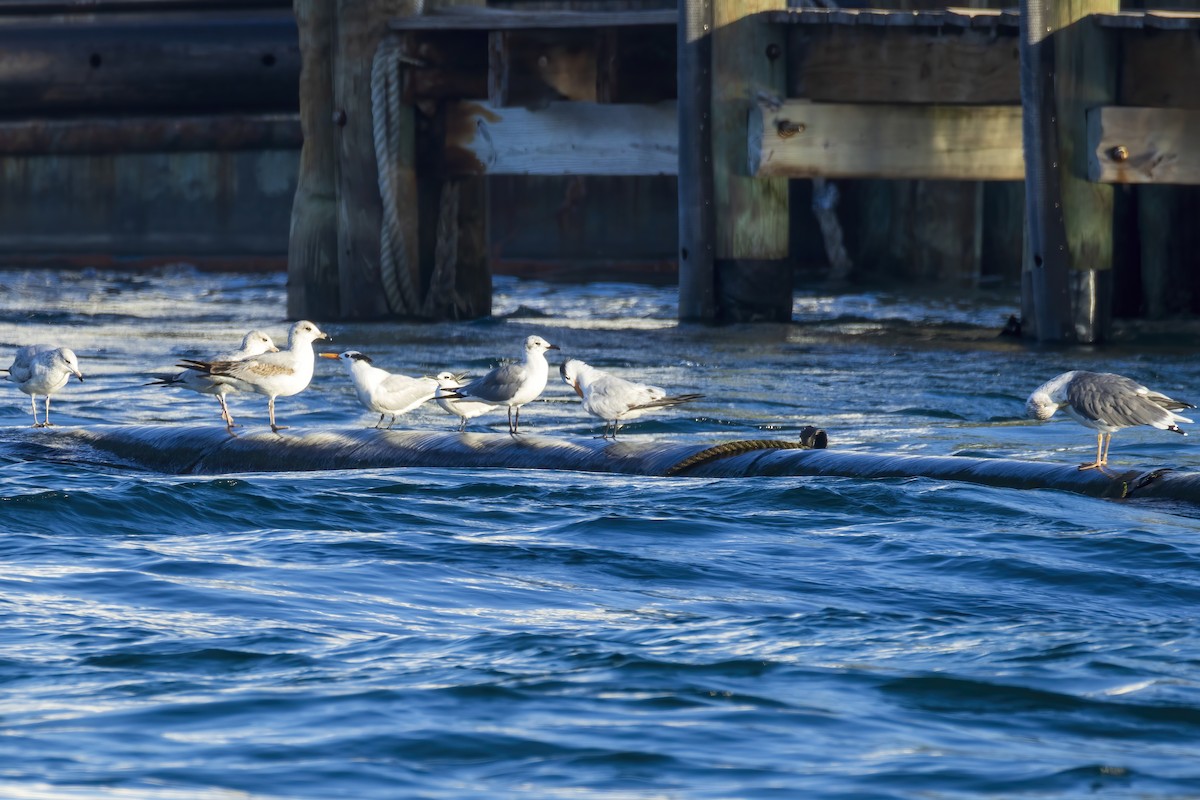 Ring-billed Gull - ML646555846