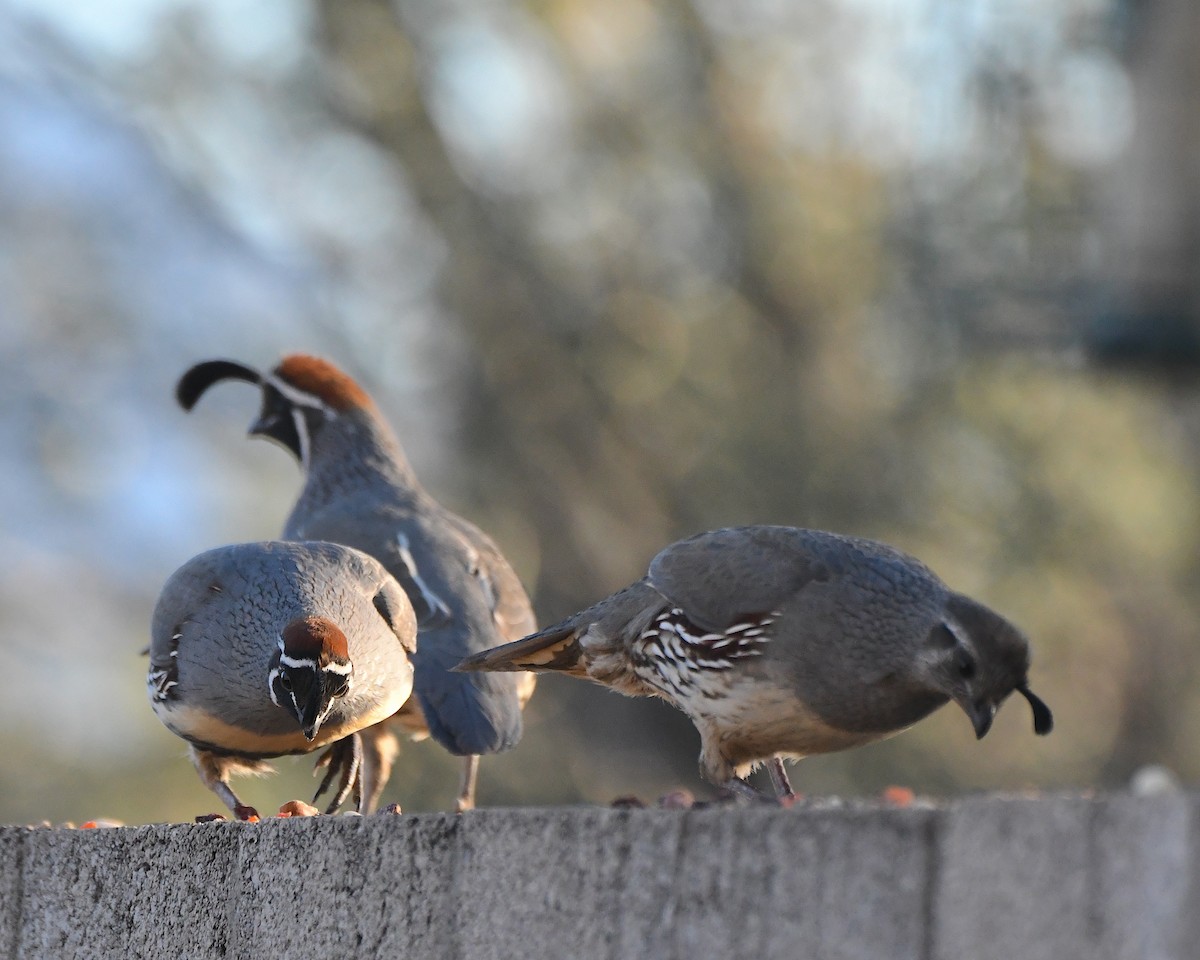 Gambel's Quail - ML646555847