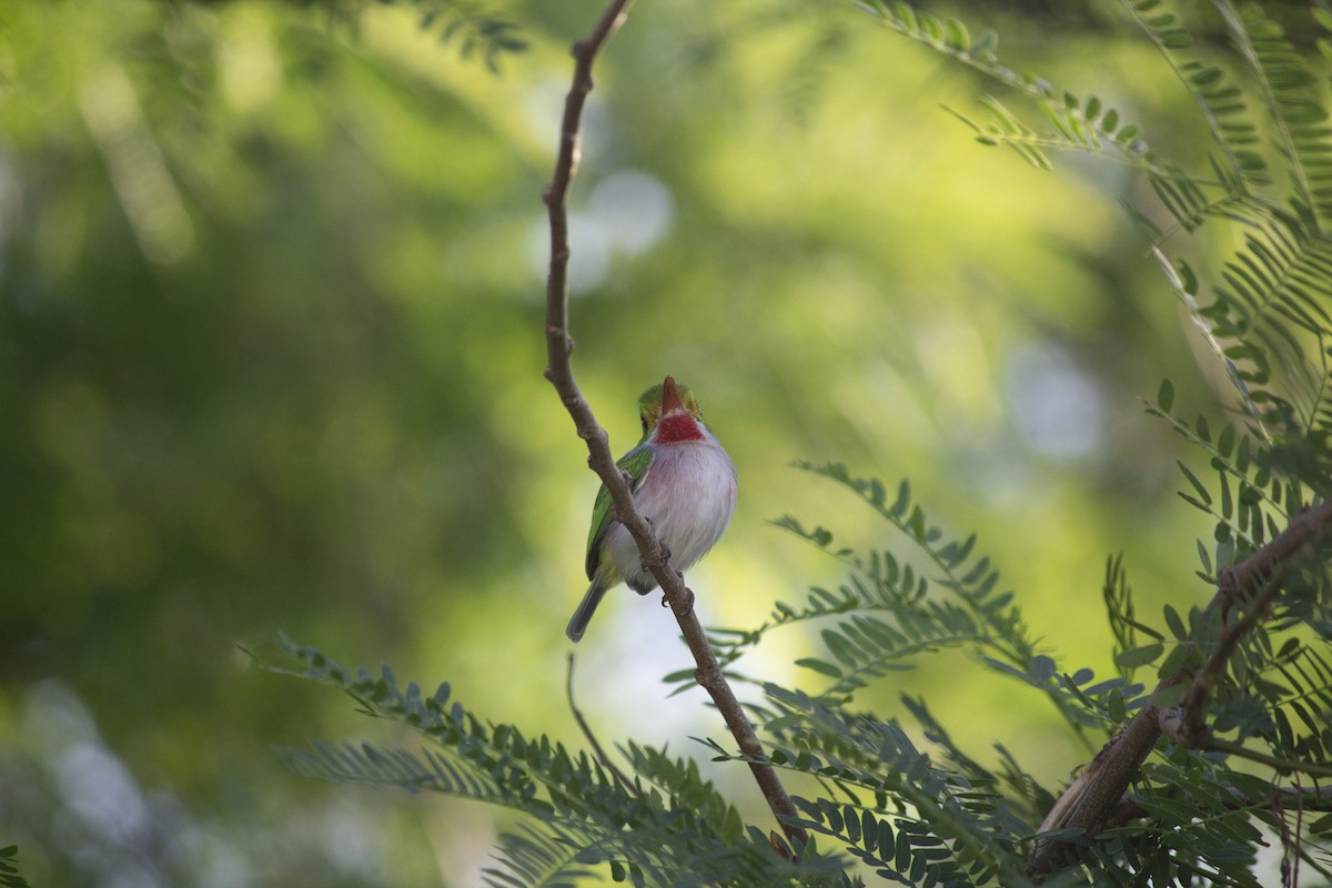 Cuban Tody - ML646555848