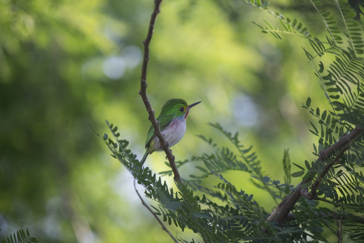 Cuban Tody - ML646555849