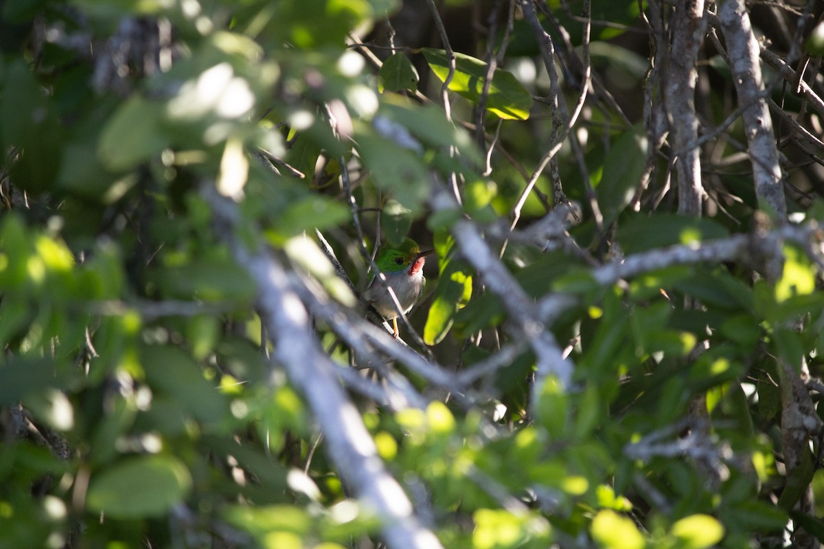 Cuban Tody - ML646555850