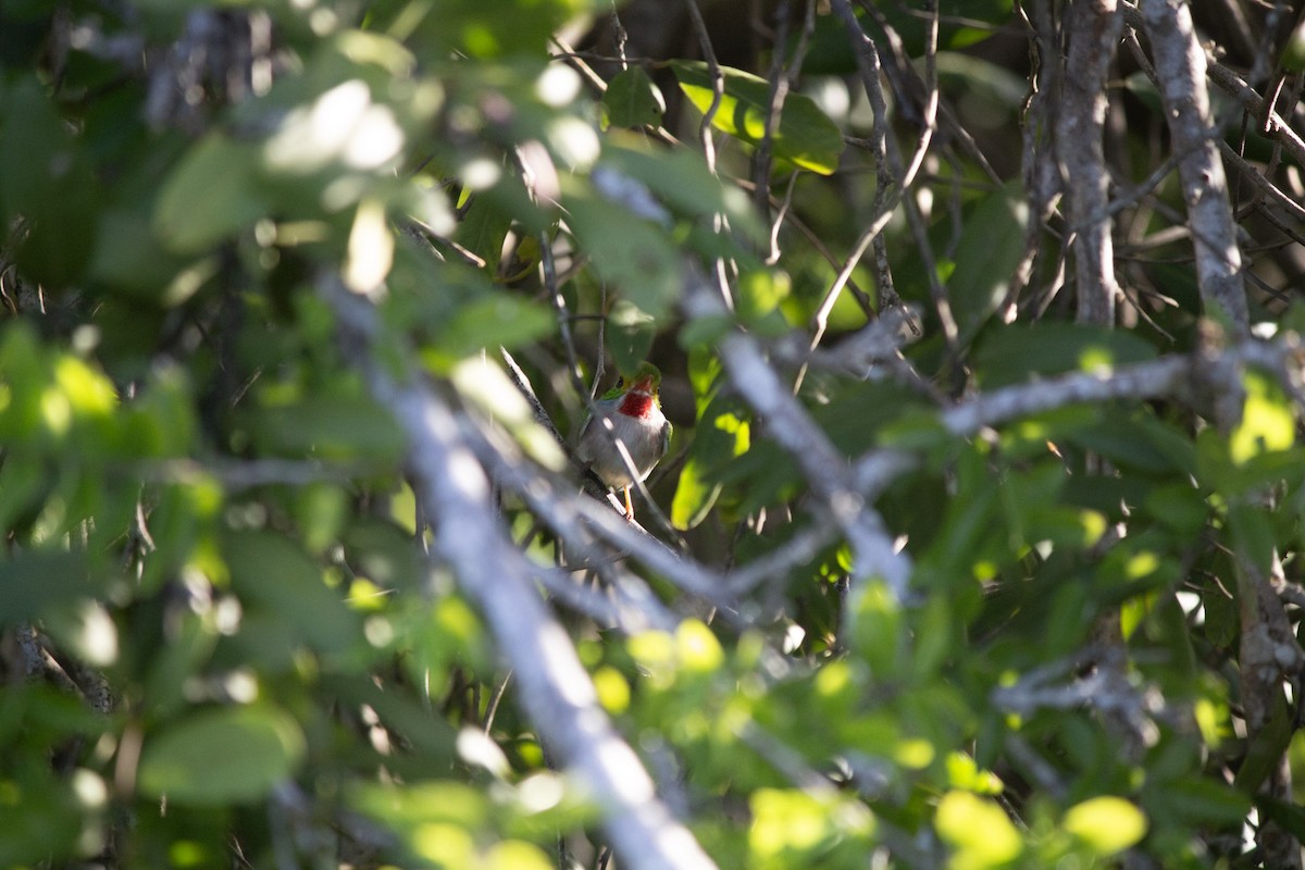 Cuban Tody - ML646555851