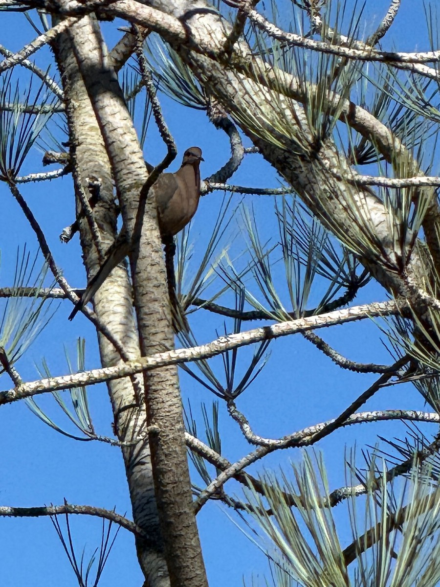 pigeon/dove sp. - ML646555852