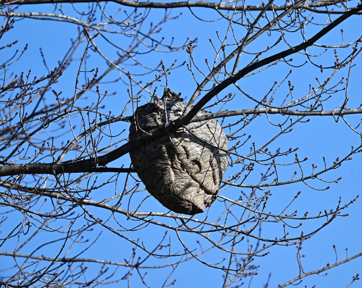 Animals - ML646555854