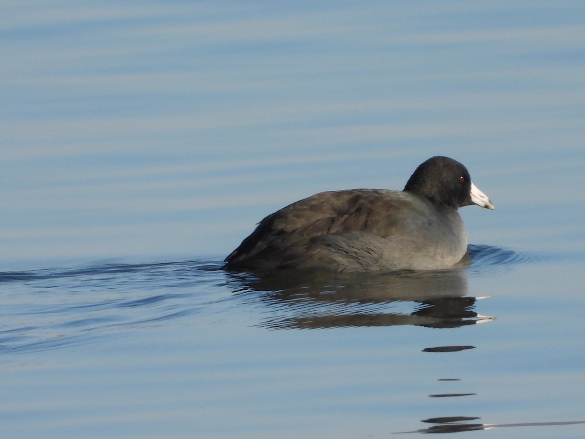 lyska americká - ML646555856