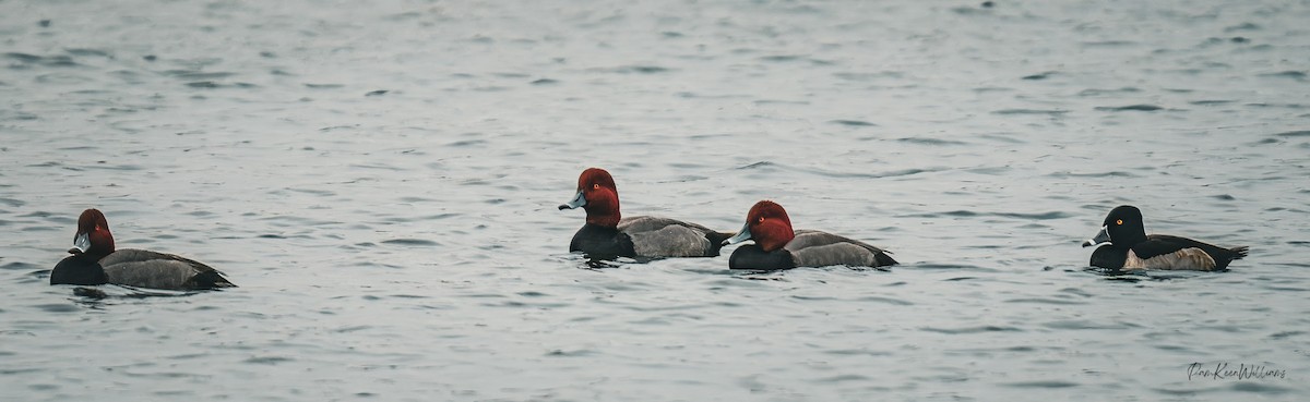 Rotkopfente - ML646555857