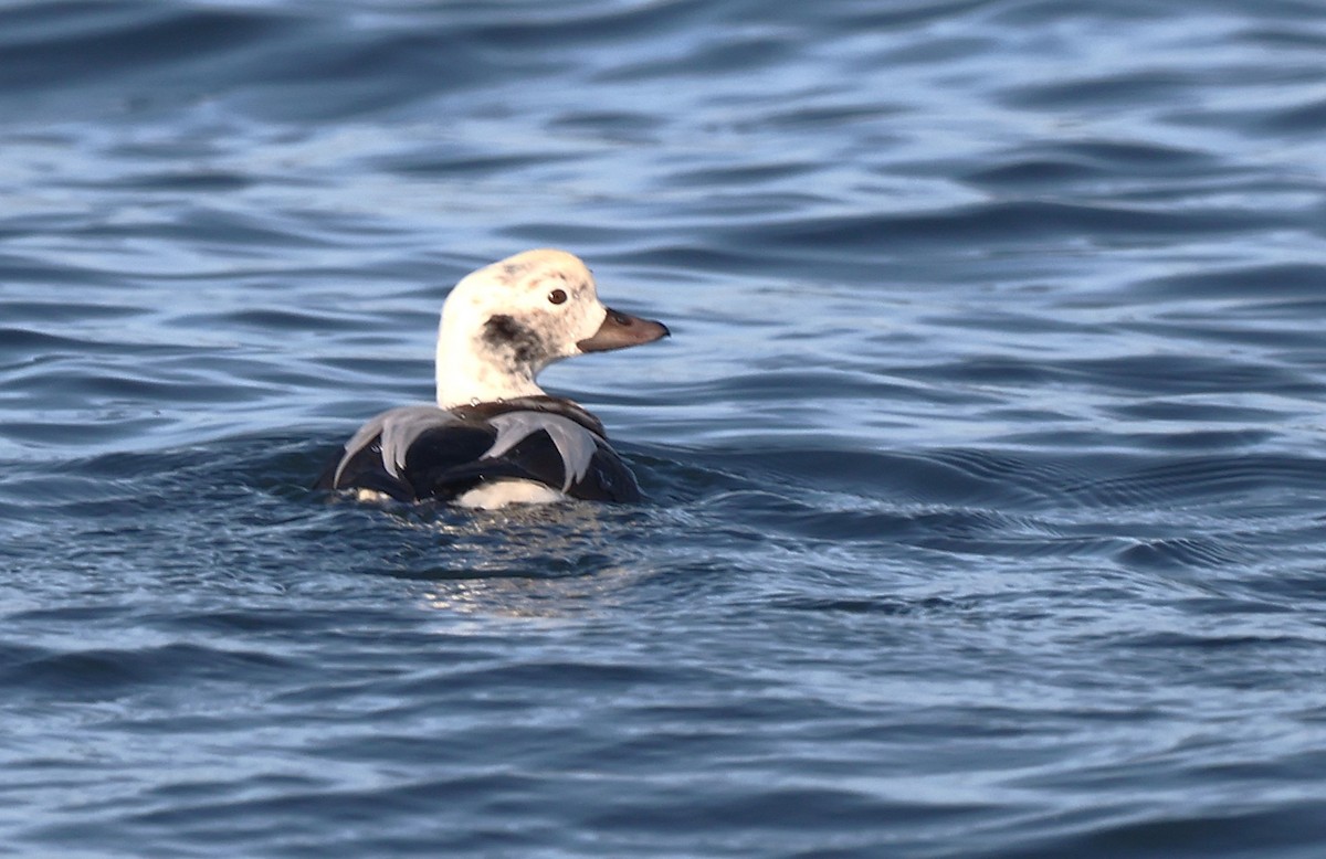 Izotz-ahatea - ML646555858