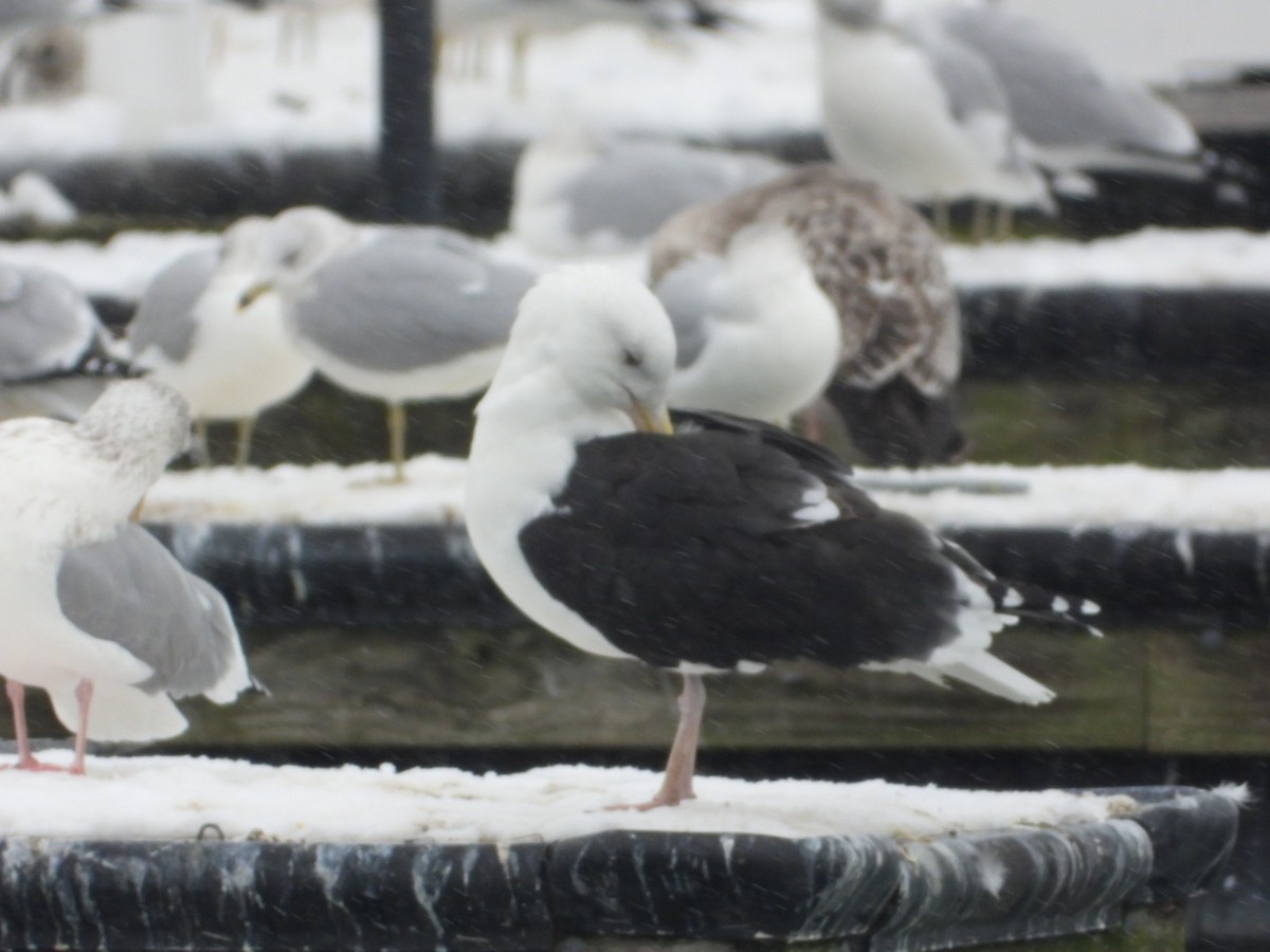 Great Black-backed Gull - ML646555859