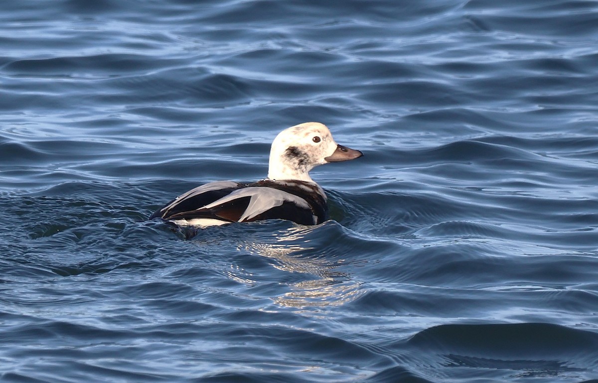 Izotz-ahatea - ML646555863