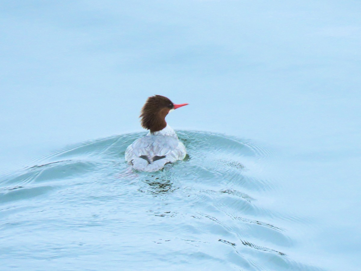 Common Merganser - ML646555865